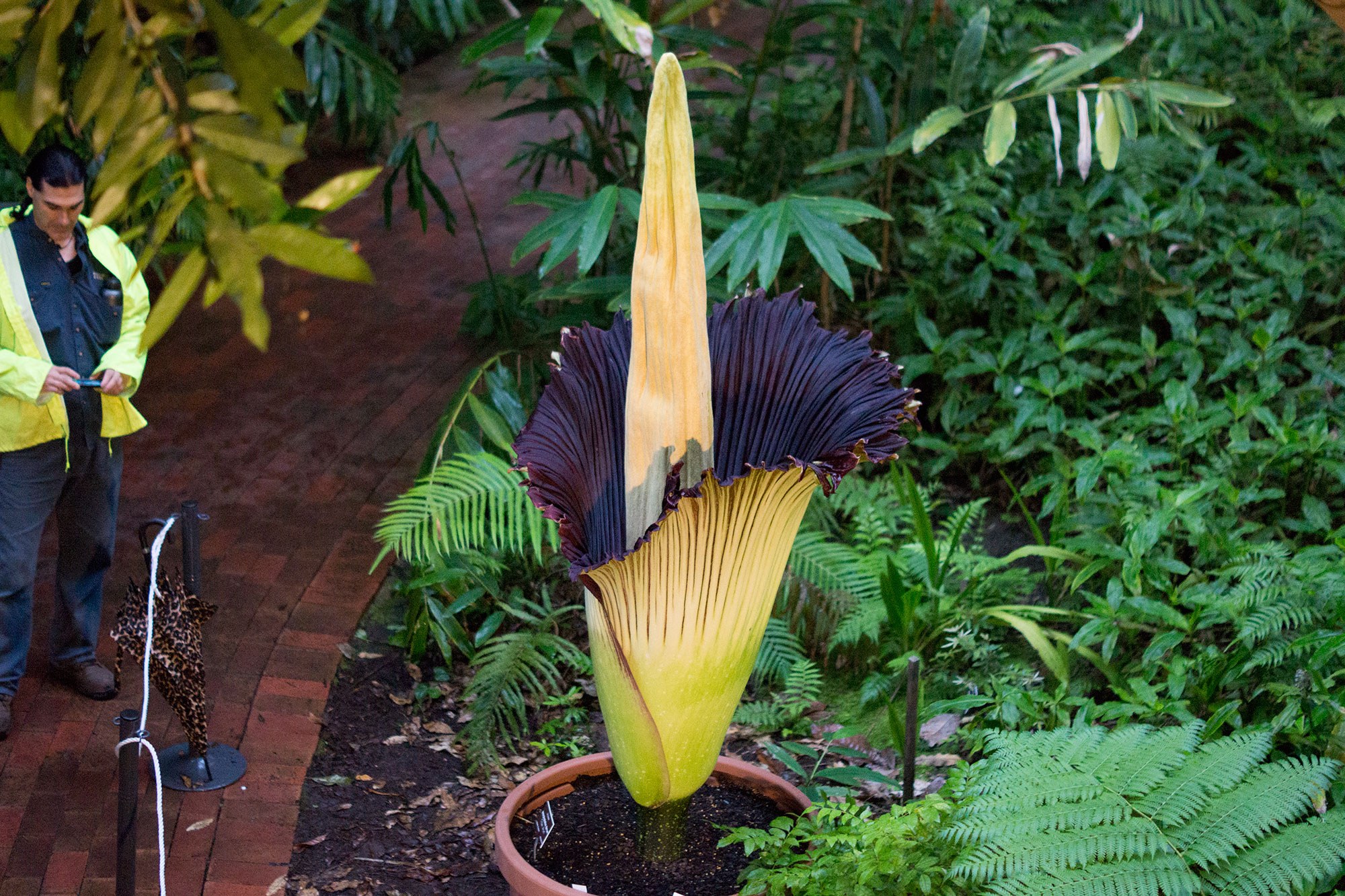 Once the plant has produced its first inflorescence, it can take three to five years for another flower to emerge - it's a very slow process, which makes flowering events so rare and exciting.