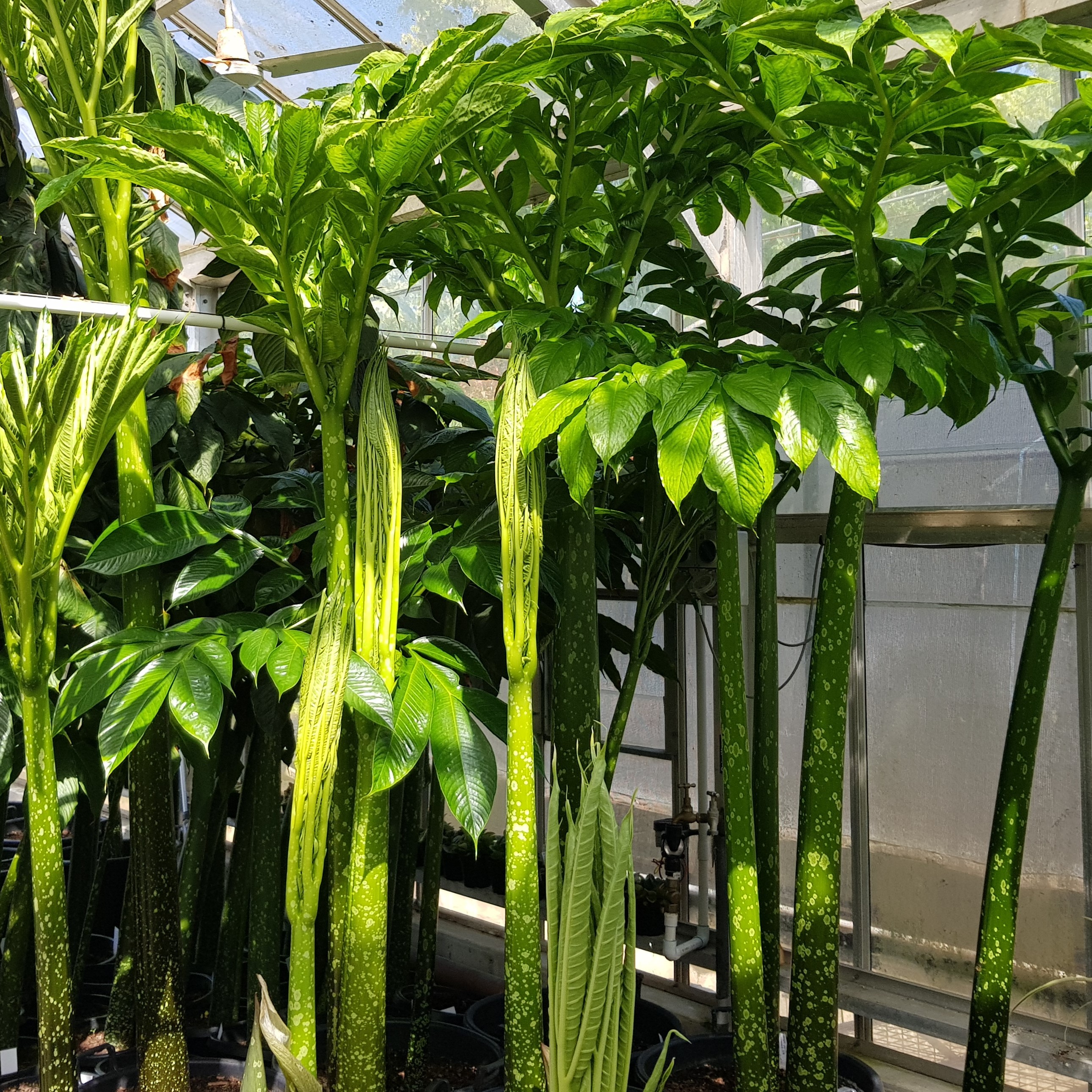 A recent study on Amorphophallus species – including Titan Arum - found an interesting case of mimicry. To avoid their tender, juicy leaflets (rachis) and stem (petiole) being munched by herbivores, many species develop marks on their stem that look like lichens, making it look like an unappetising woody tree trunk.