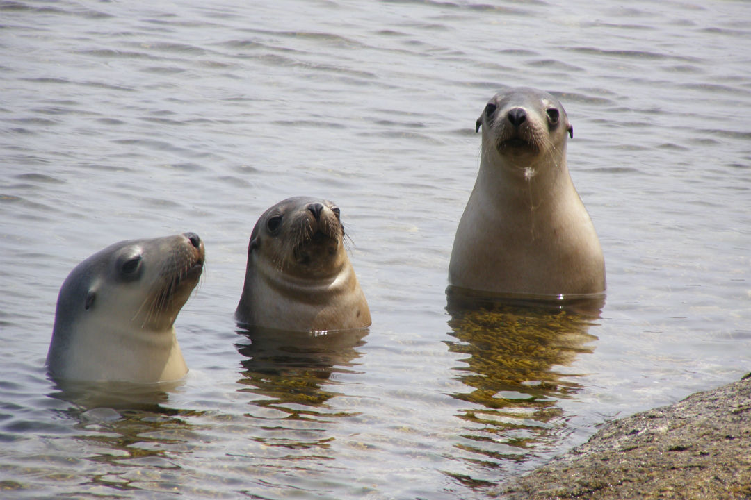 10 treasures of Kangaroo Island