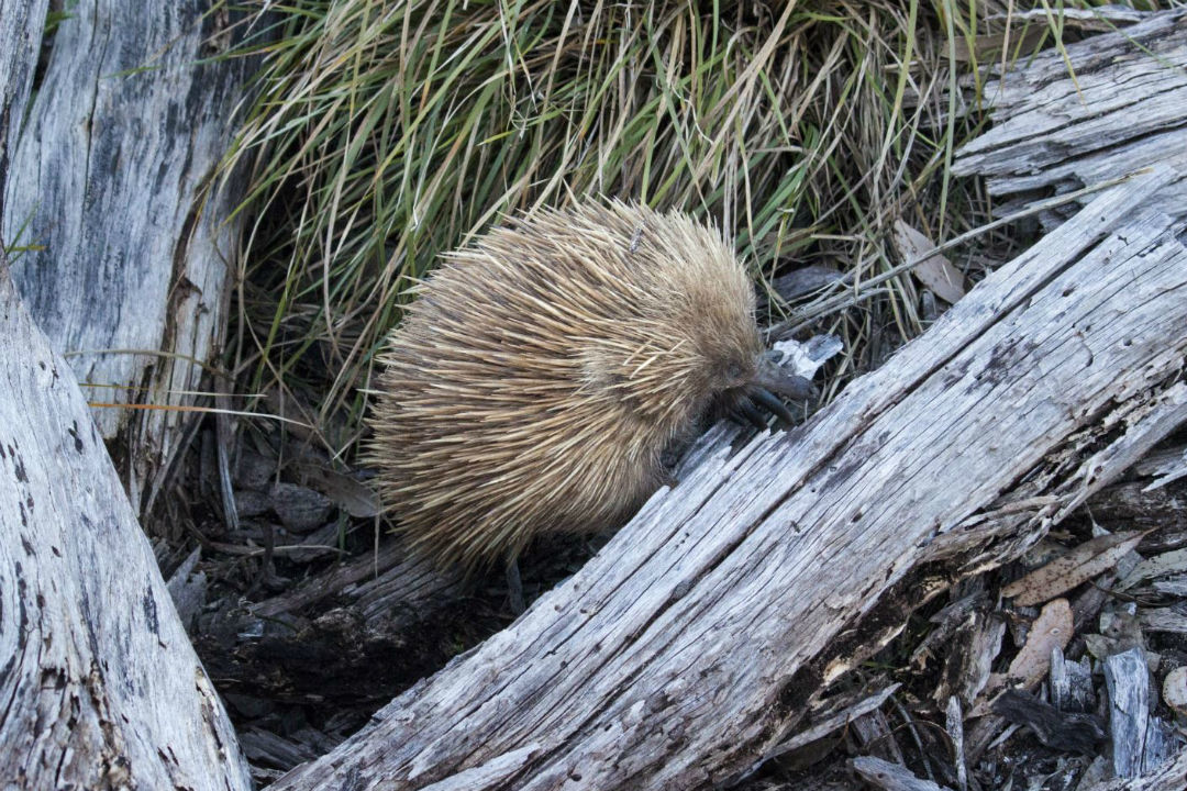 10 treasures of Kangaroo Island