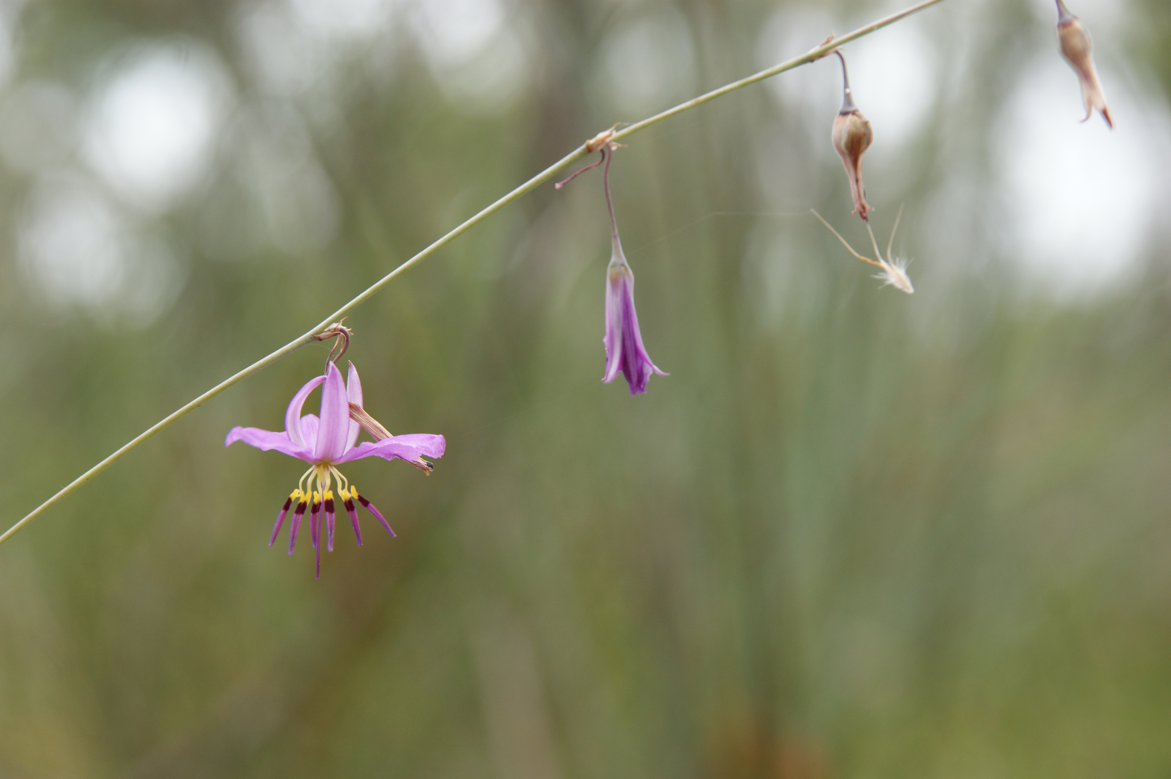 5 hidden treasures at Morialta Conservation Park