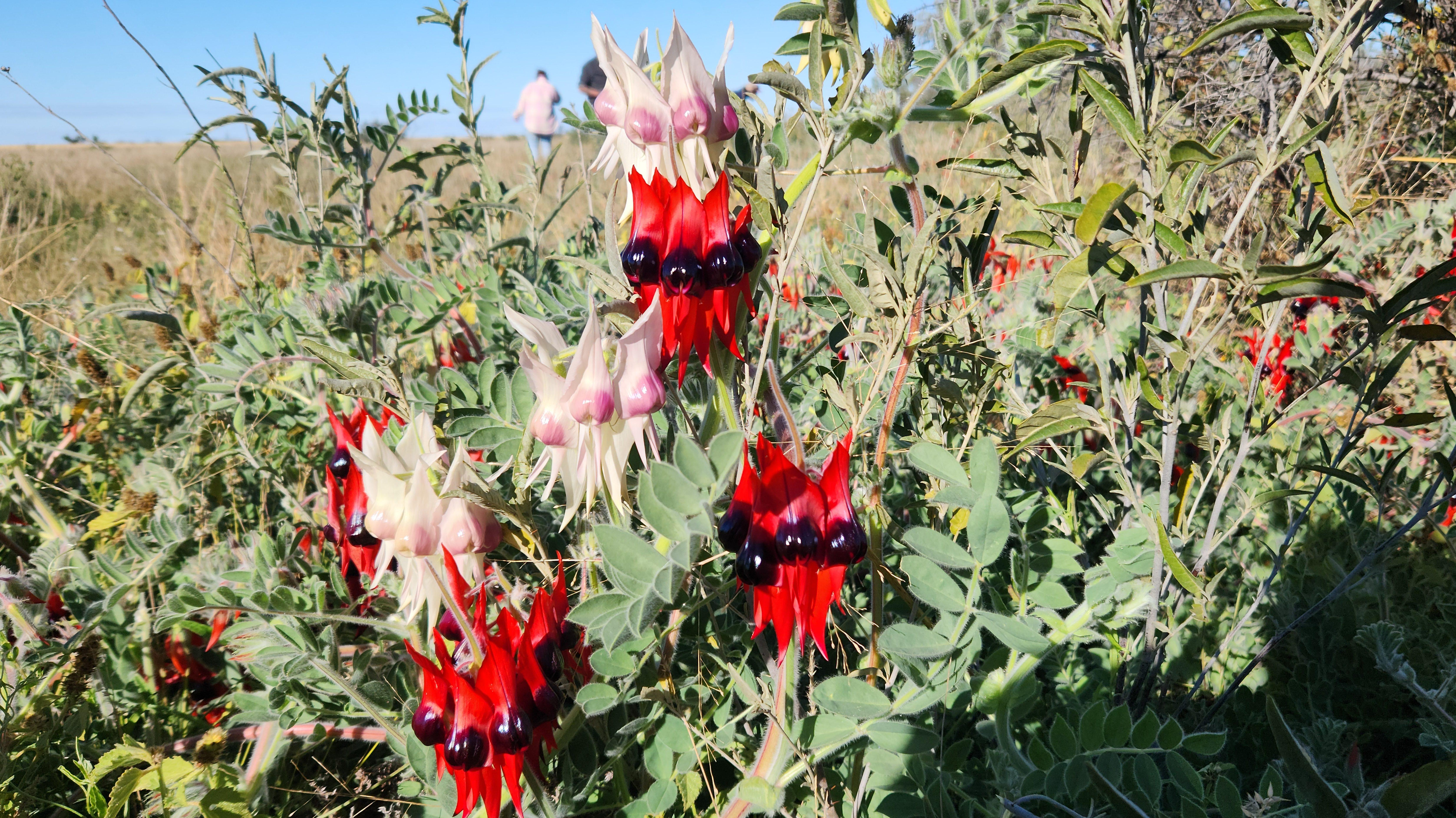 Where to find wildflowers in South Australia