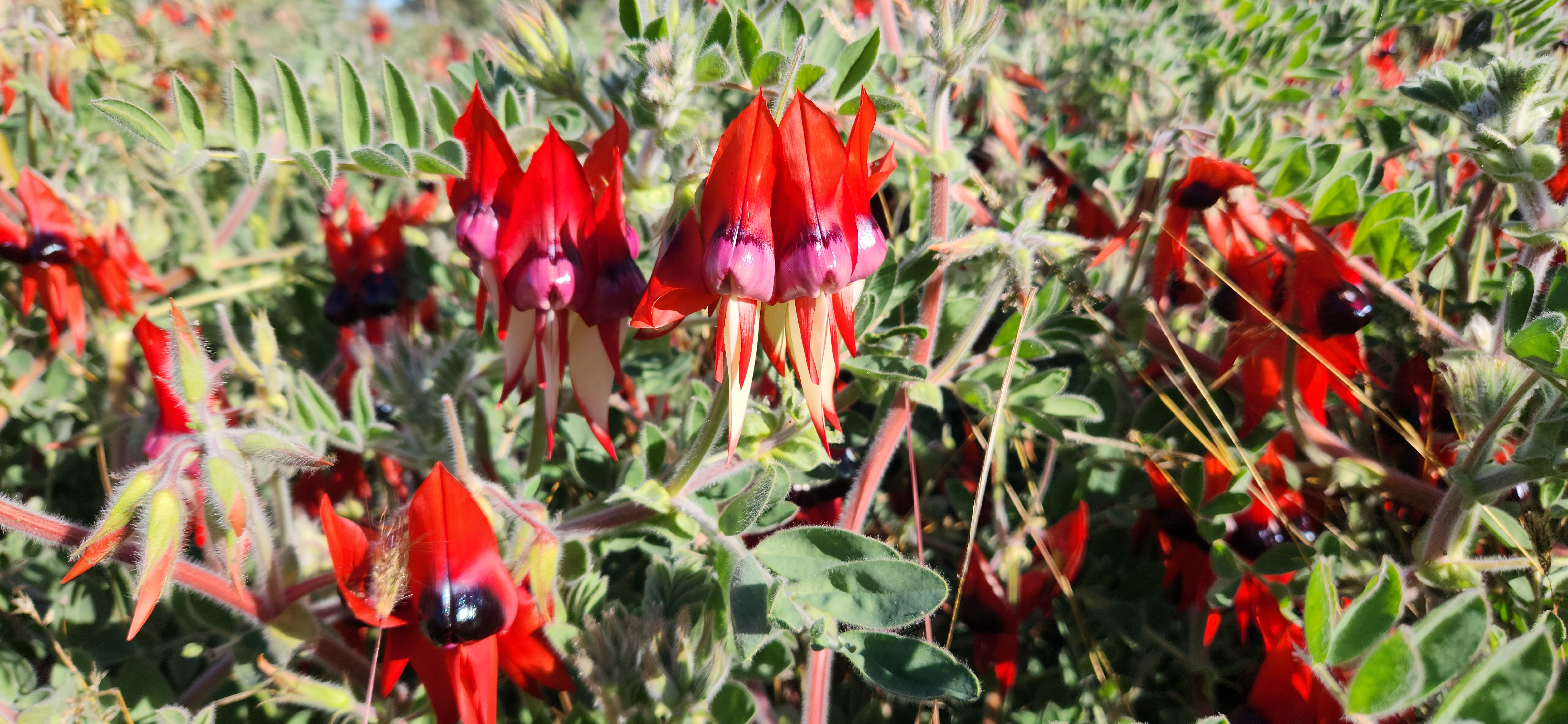 Where to find wildflowers in South Australia