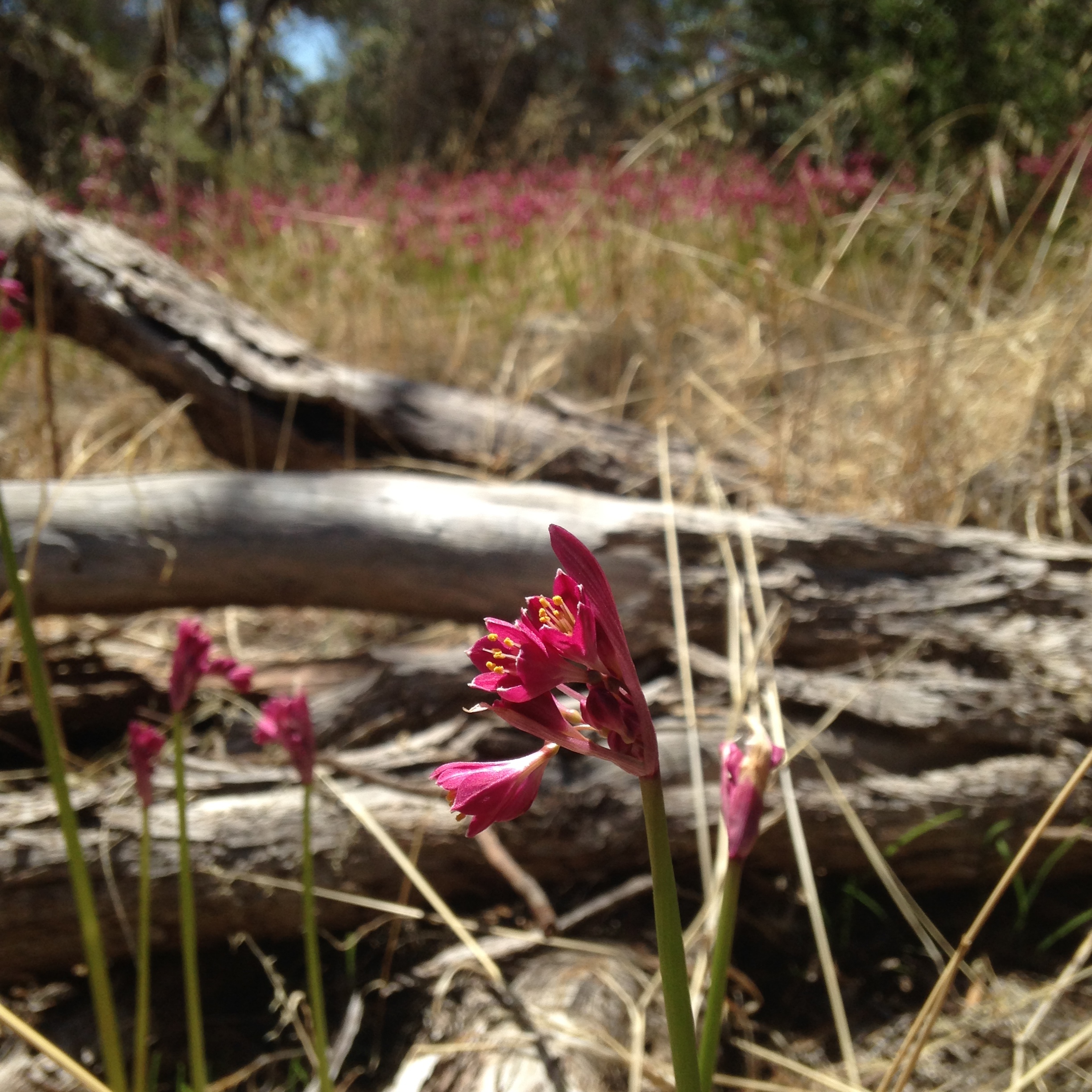 5 treasures in Cobbler Creek Recreation Park