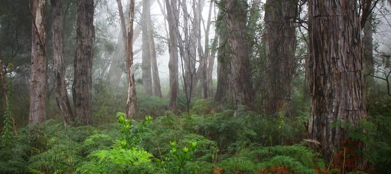 Cleland National Park