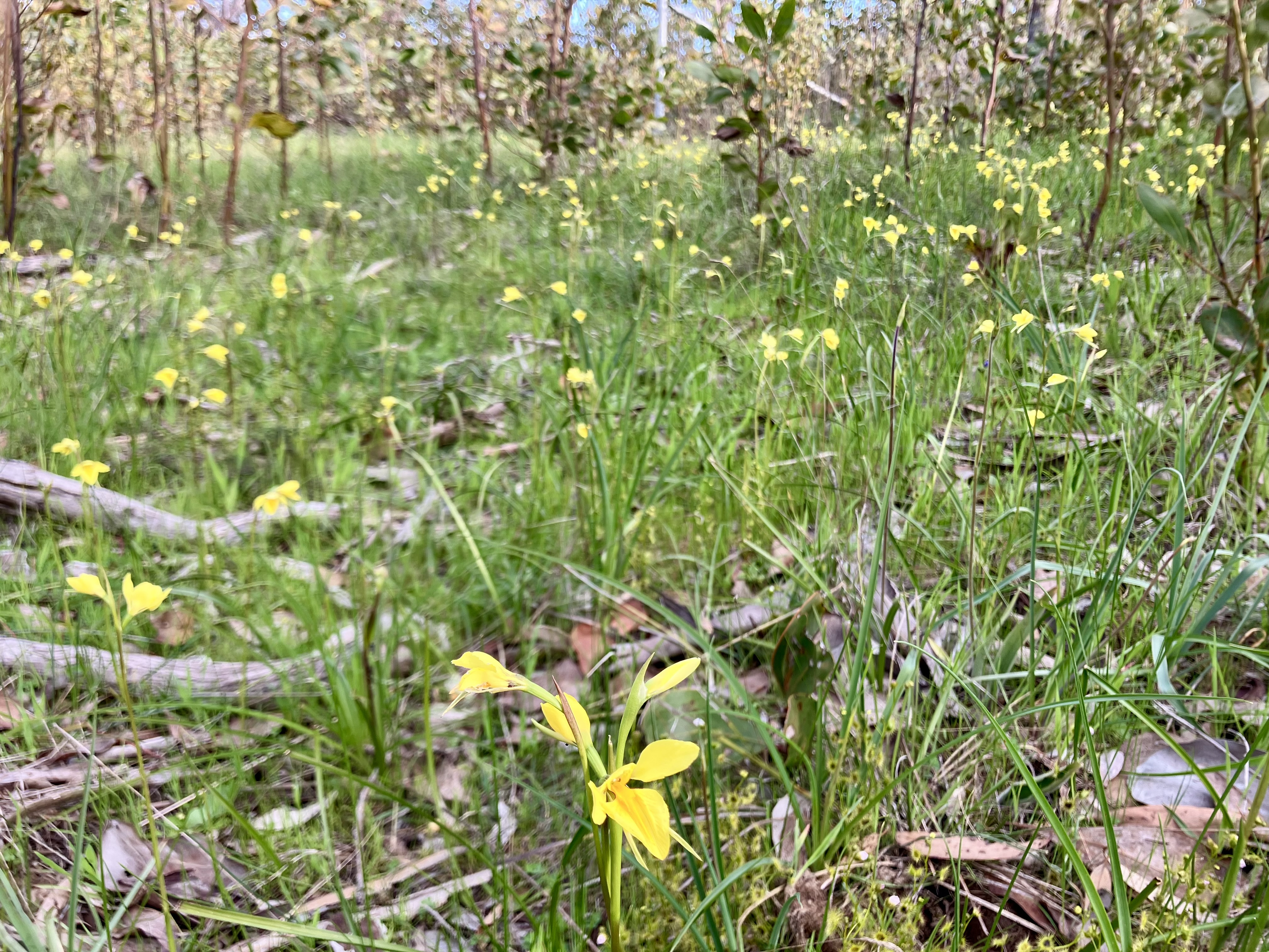 Where to find wildflowers in South Australia