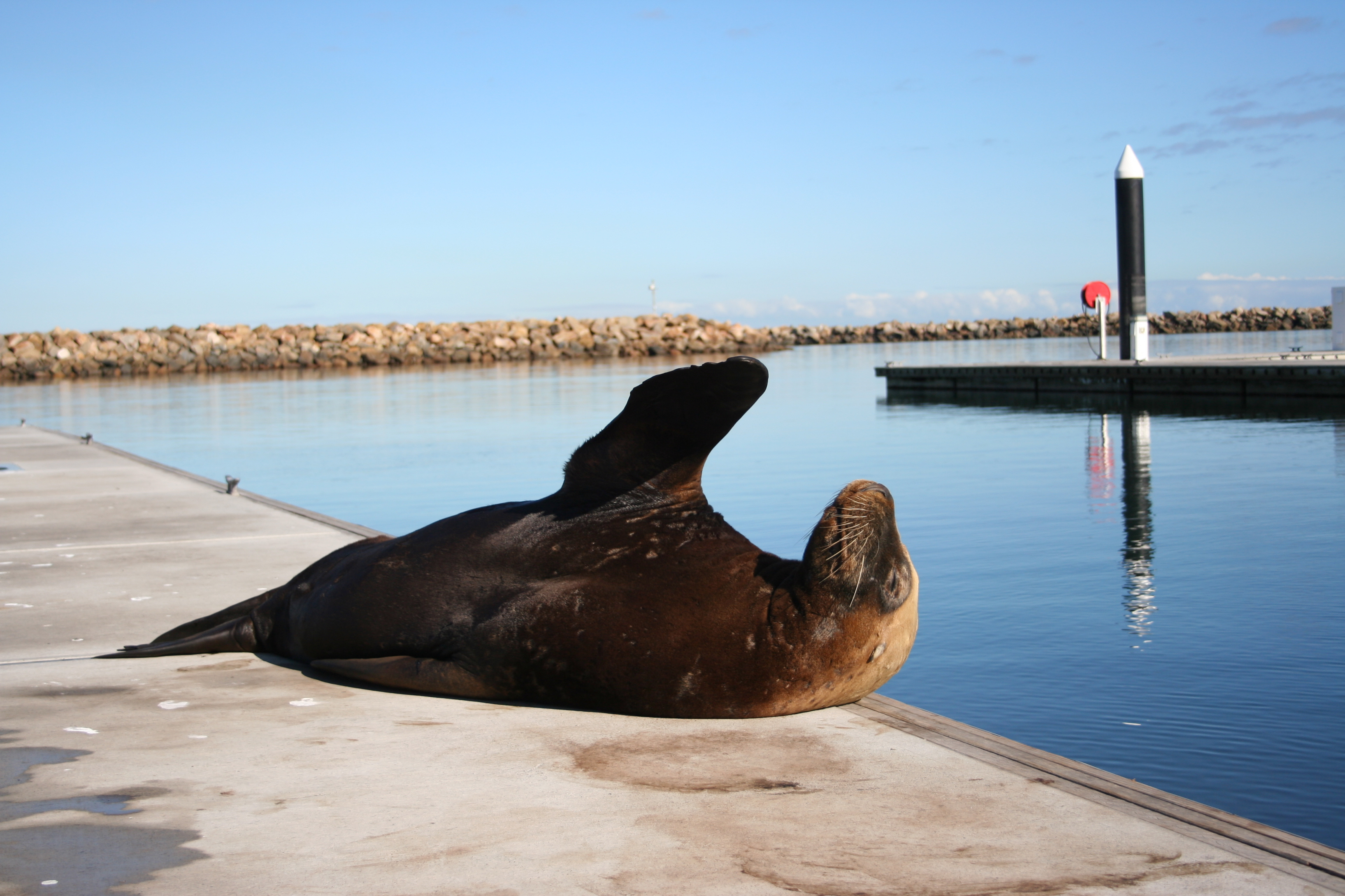 20 facts for 20 years of the Adelaide Dolphin Sanctuary