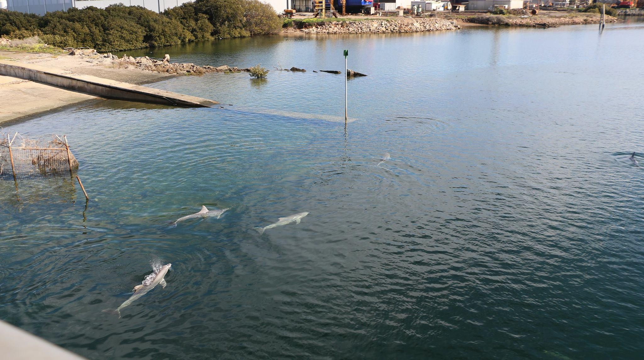 20 facts for 20 years of the Adelaide Dolphin Sanctuary