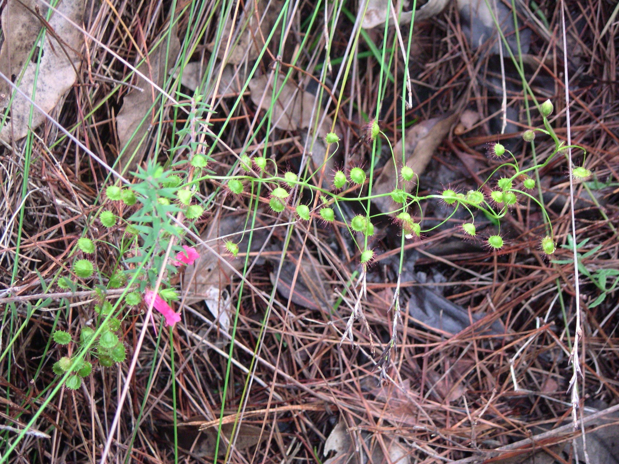 Bloodthirsty plants of SA: Sundew, the sweetly-named plant with a sinister secret!