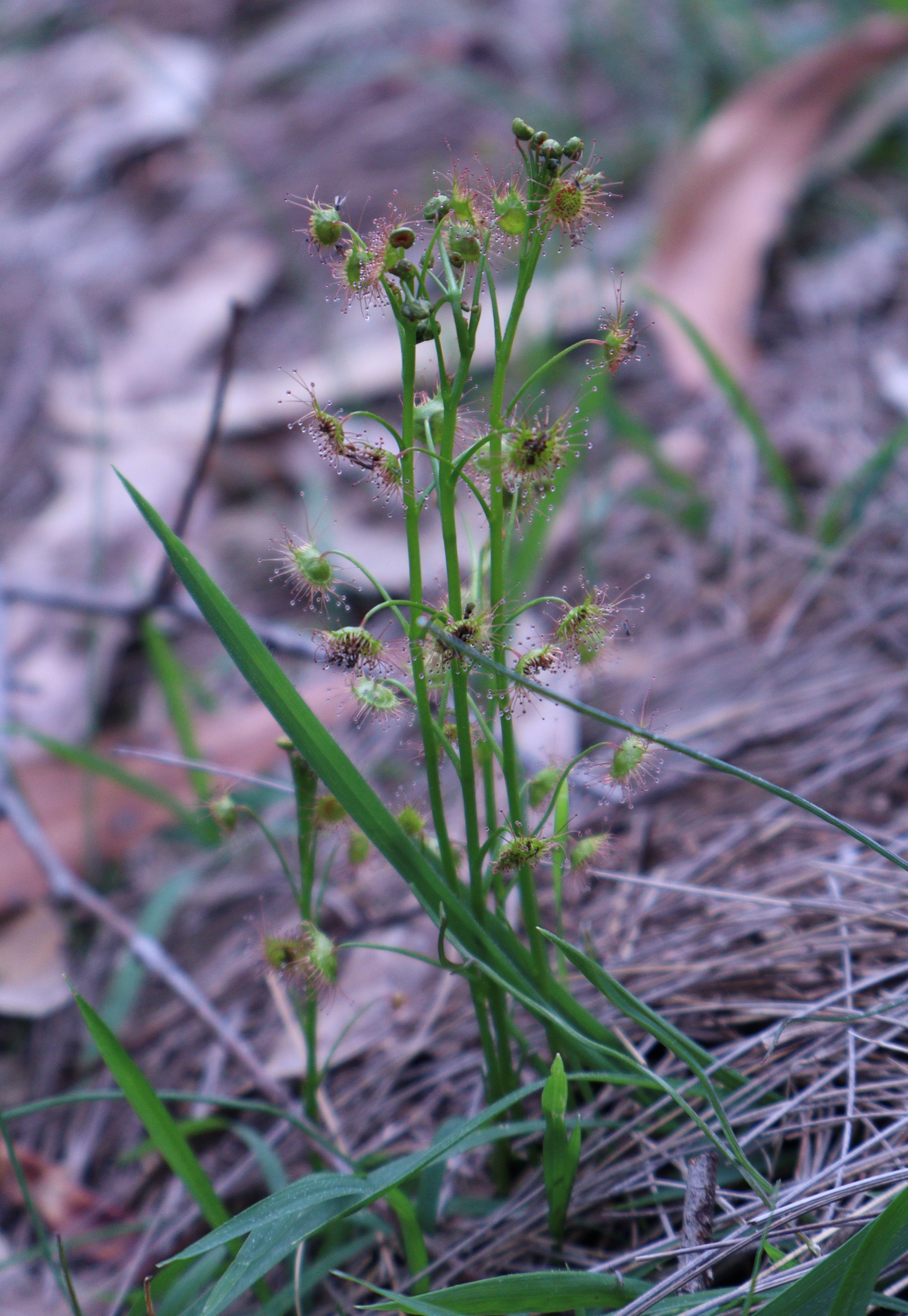 Bloodthirsty plants of SA: Sundew, the sweetly-named plant with a sinister secret!