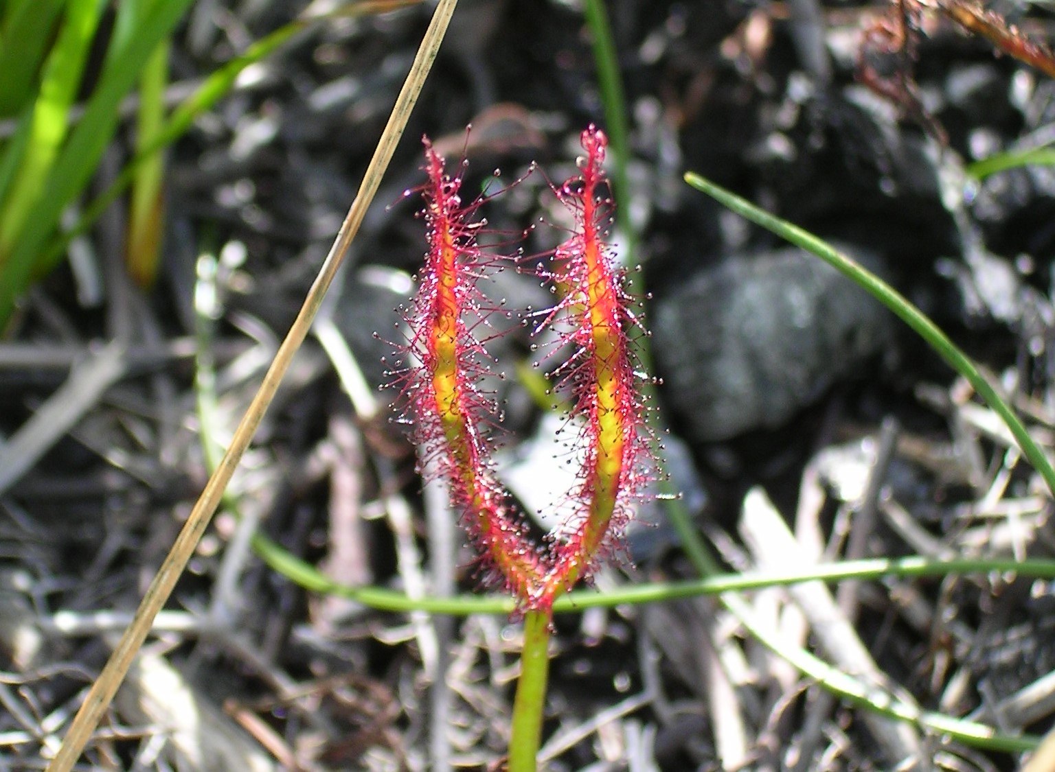 Bloodthirsty plants of SA: Sundew, the sweetly-named plant with a sinister secret!