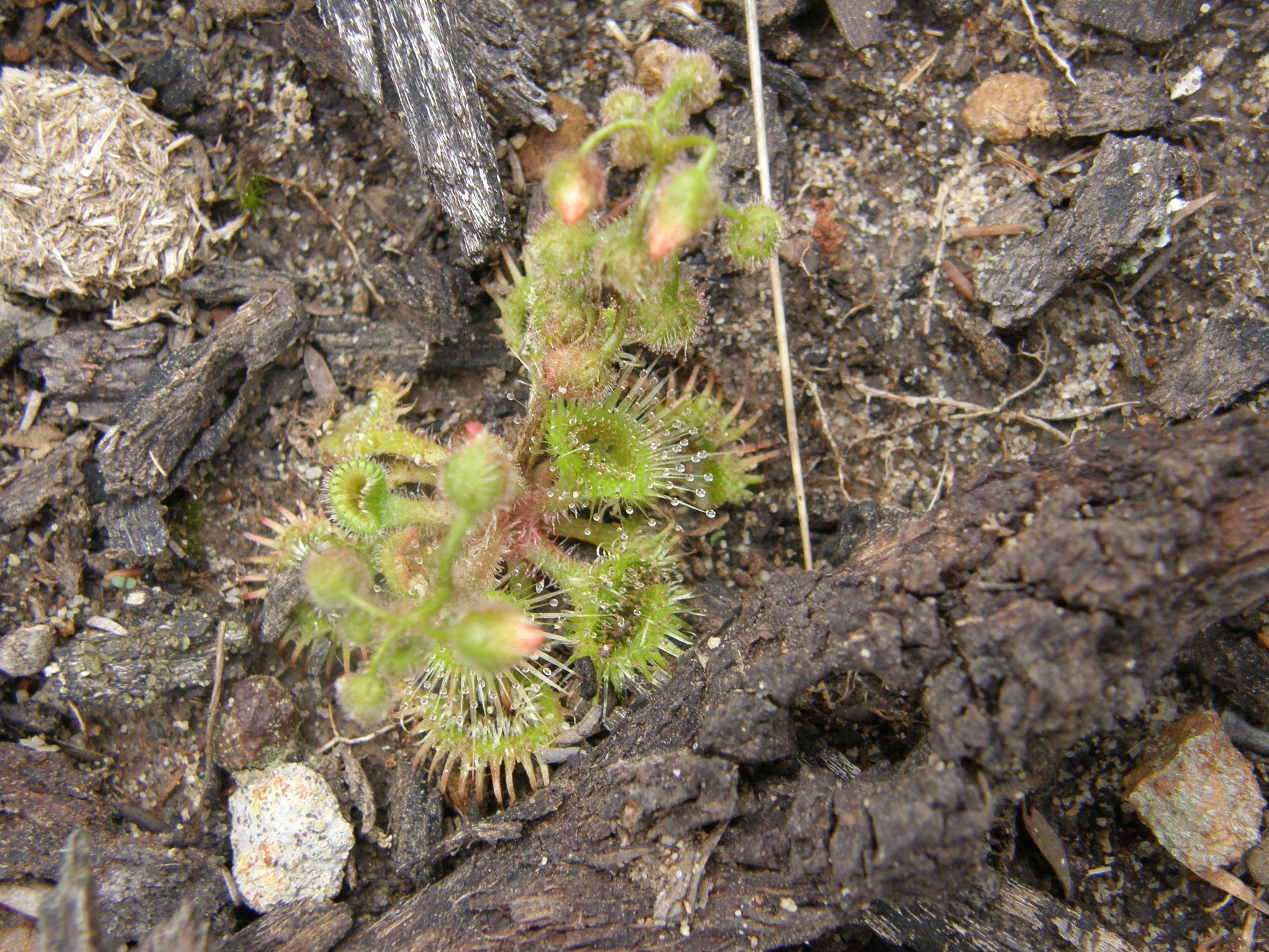 Bloodthirsty plants of SA: Sundew, the sweetly-named plant with a sinister secret!