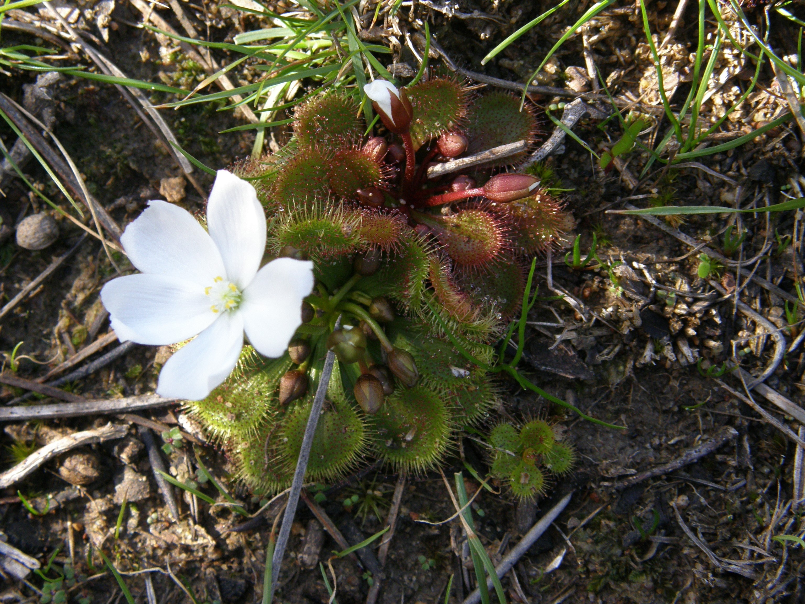 Bloodthirsty plants of SA: Sundew, the sweetly-named plant with a sinister secret!