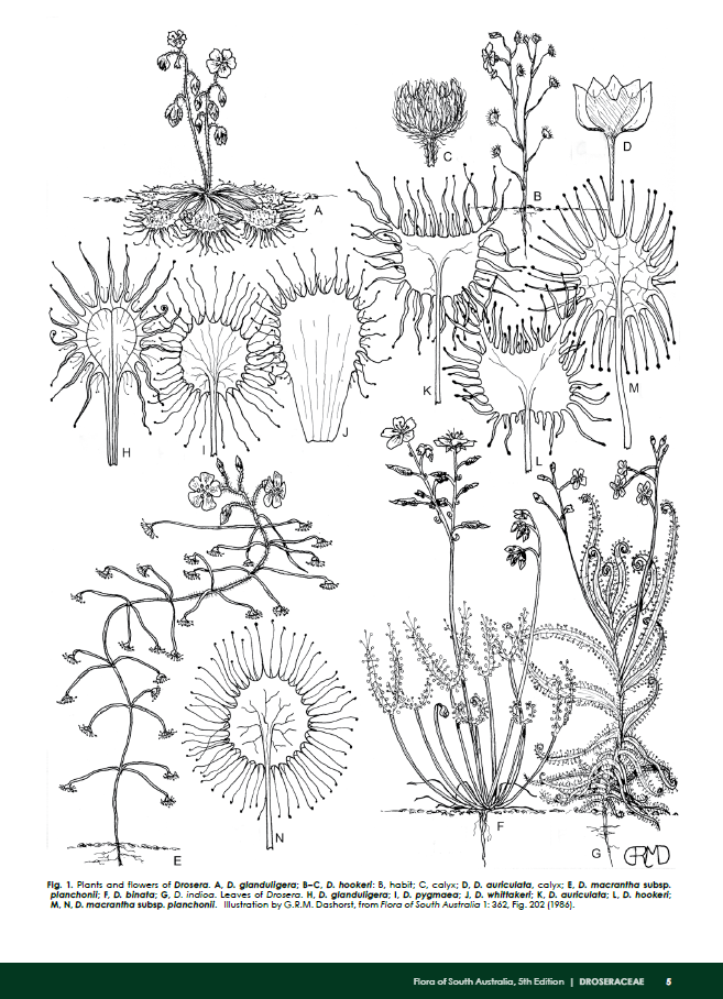 Bloodthirsty plants of SA: Sundew, the sweetly-named plant with a sinister secret!
