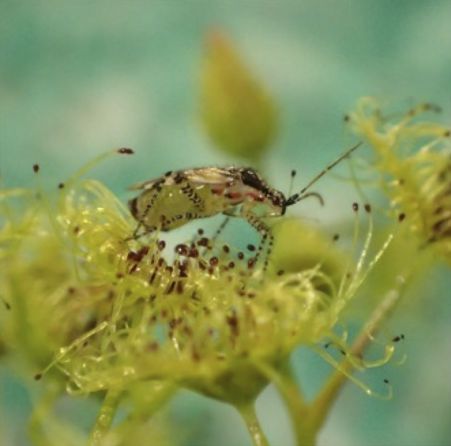Bloodthirsty plants of SA: Sundew, the sweetly-named plant with a sinister secret!