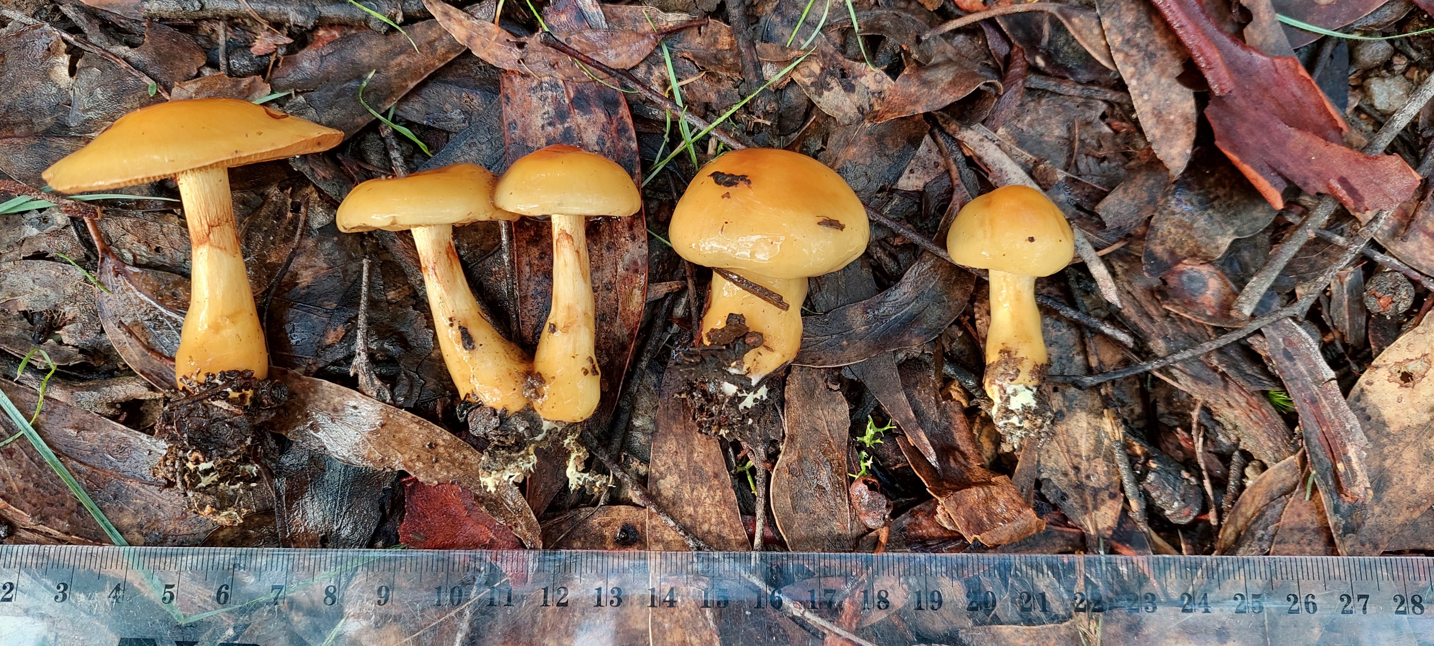 People power: Spotlight on 3 amazing citizen science projects