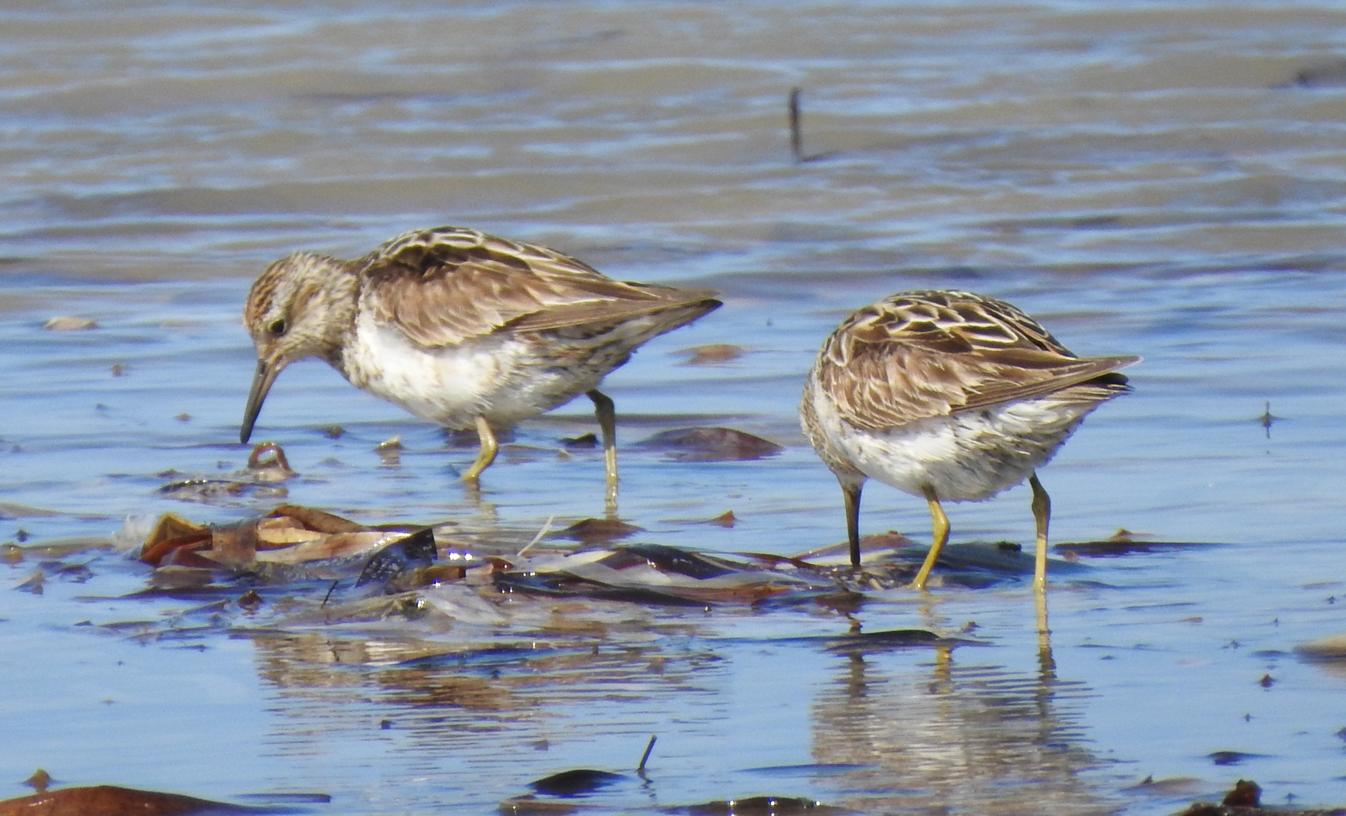 A sharp-tailed sandpiper