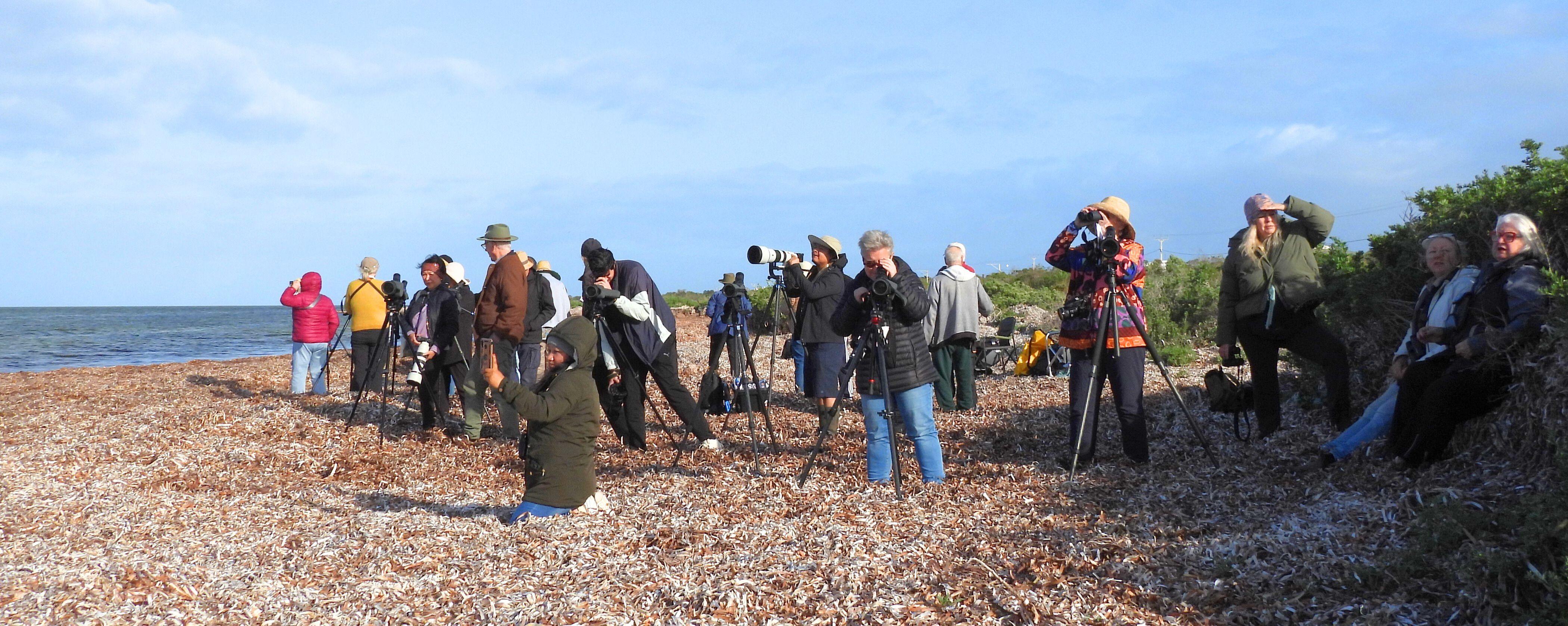 Shorebird viewing activity with FAIBS