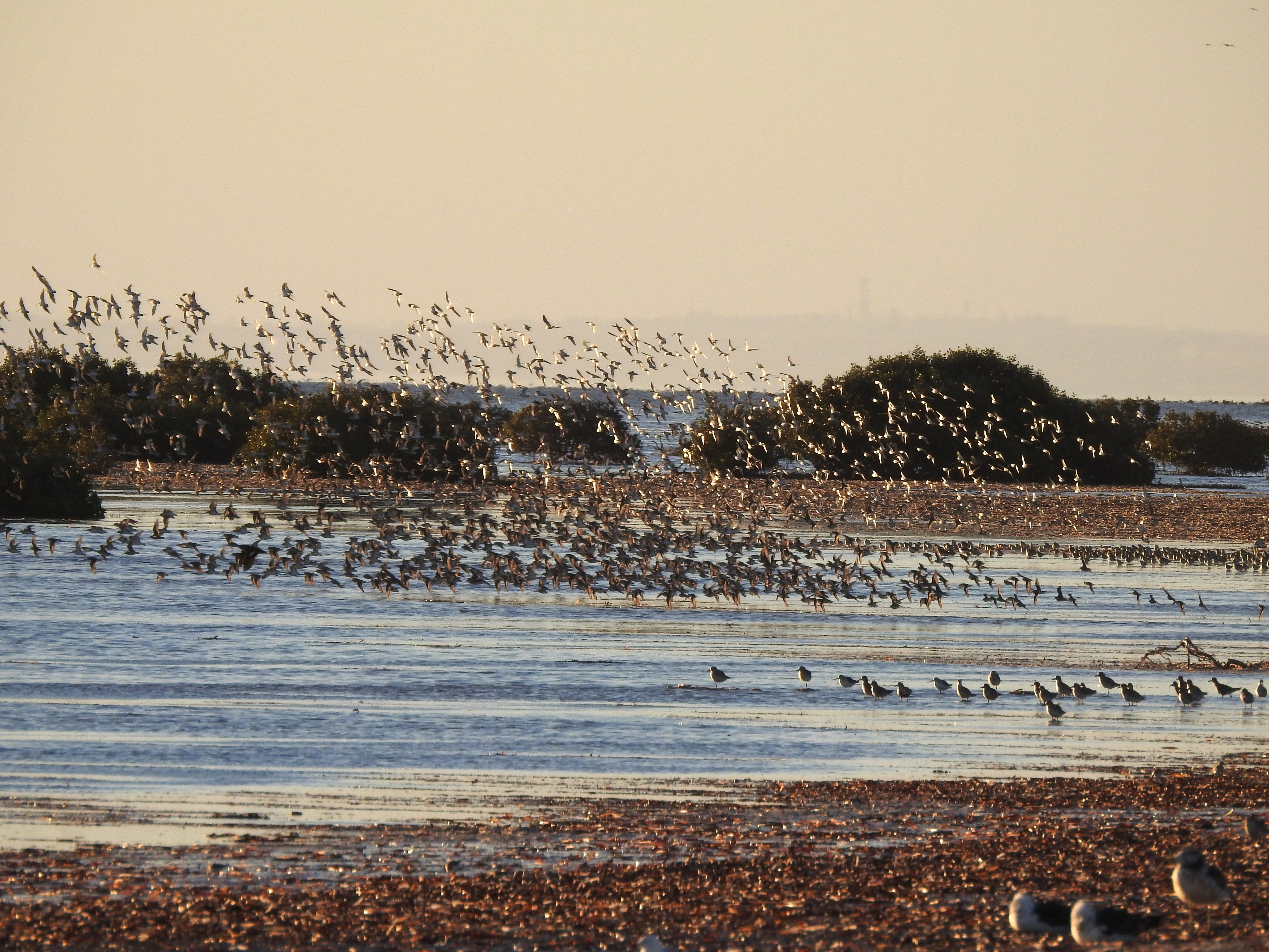 Friends’ Tips: Adelaide International Bird Sanctuary – Winaityinaityi Pangkara