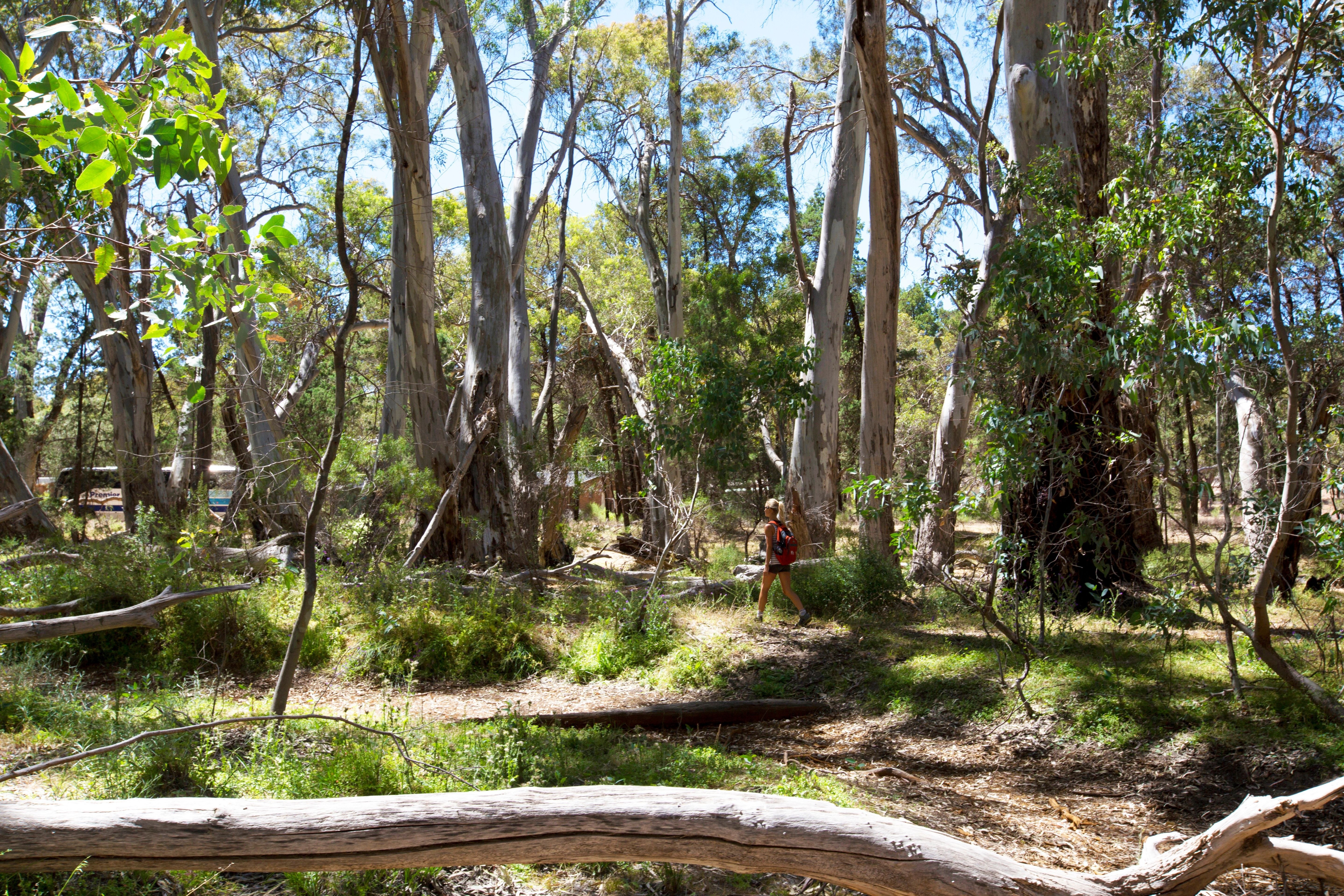 Wilpena Pound, Flinders Ranges is a great base for family-friendly walks. Image: Allan Dixon