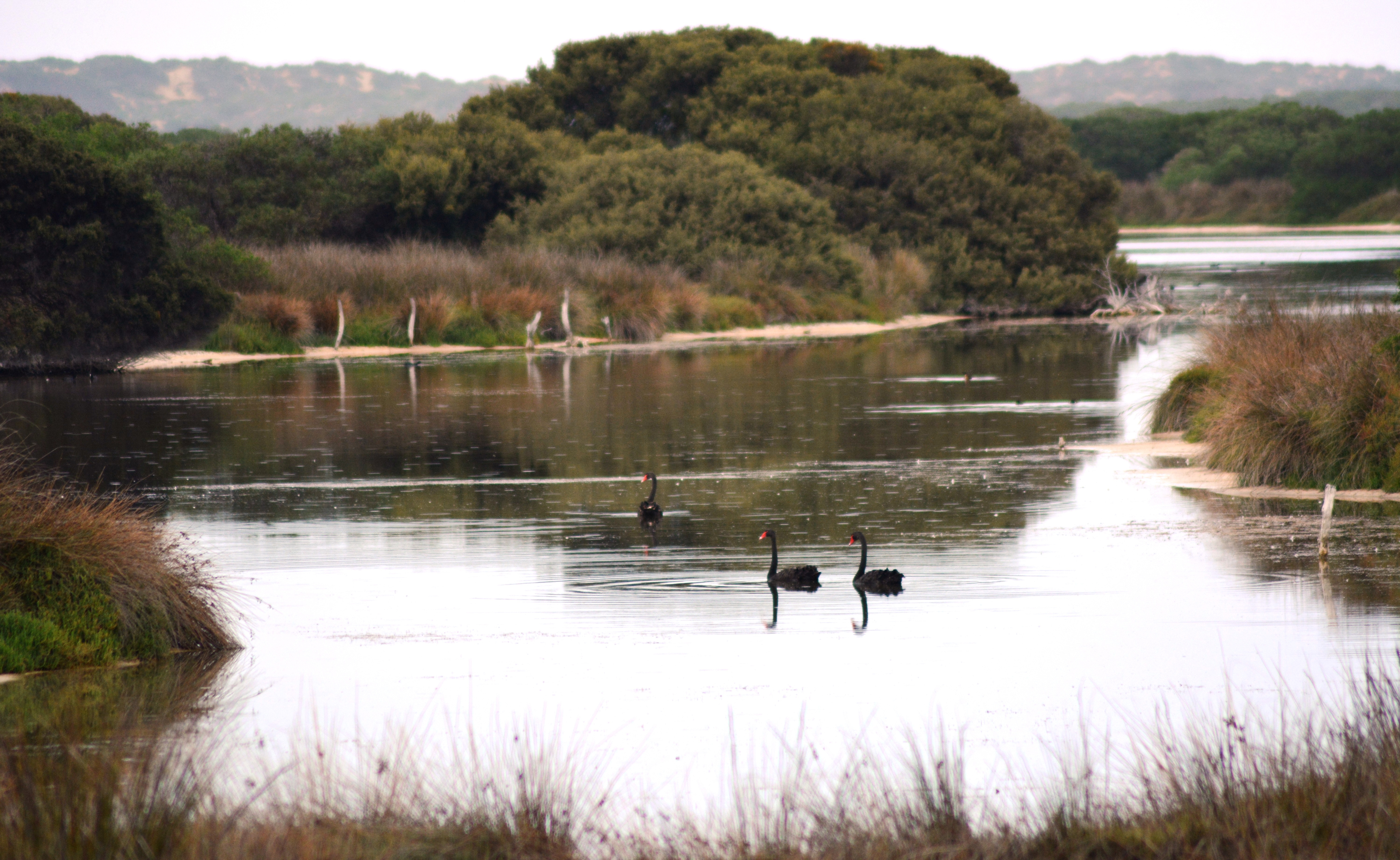 Salt Creek, Coorong National Park