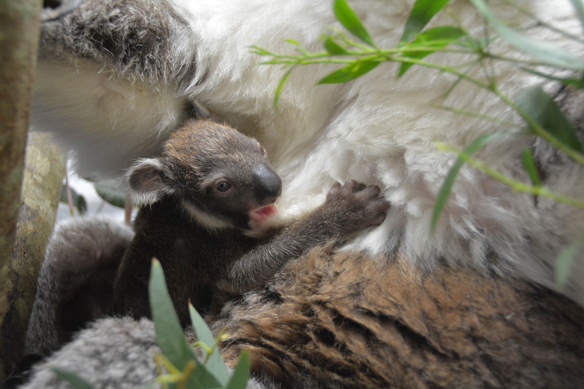 Everything you need to know about Cleland’s new Victorian koalas