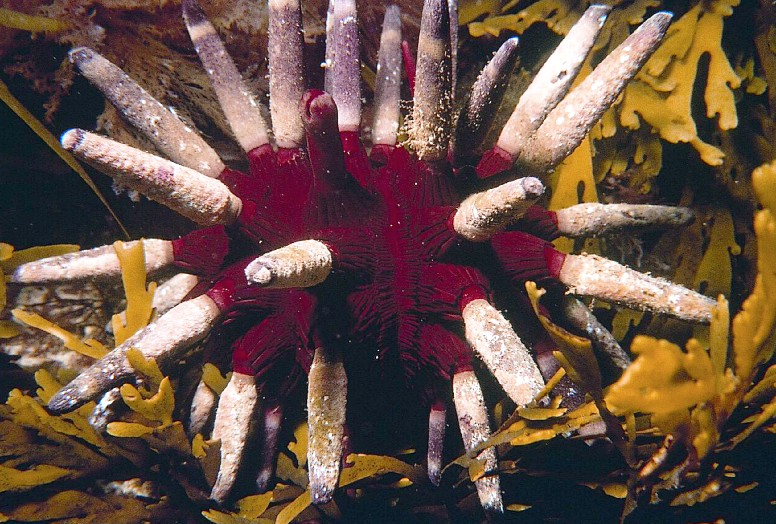 10 species you can spot at Aldinga’s intertidal and subtidal reefs