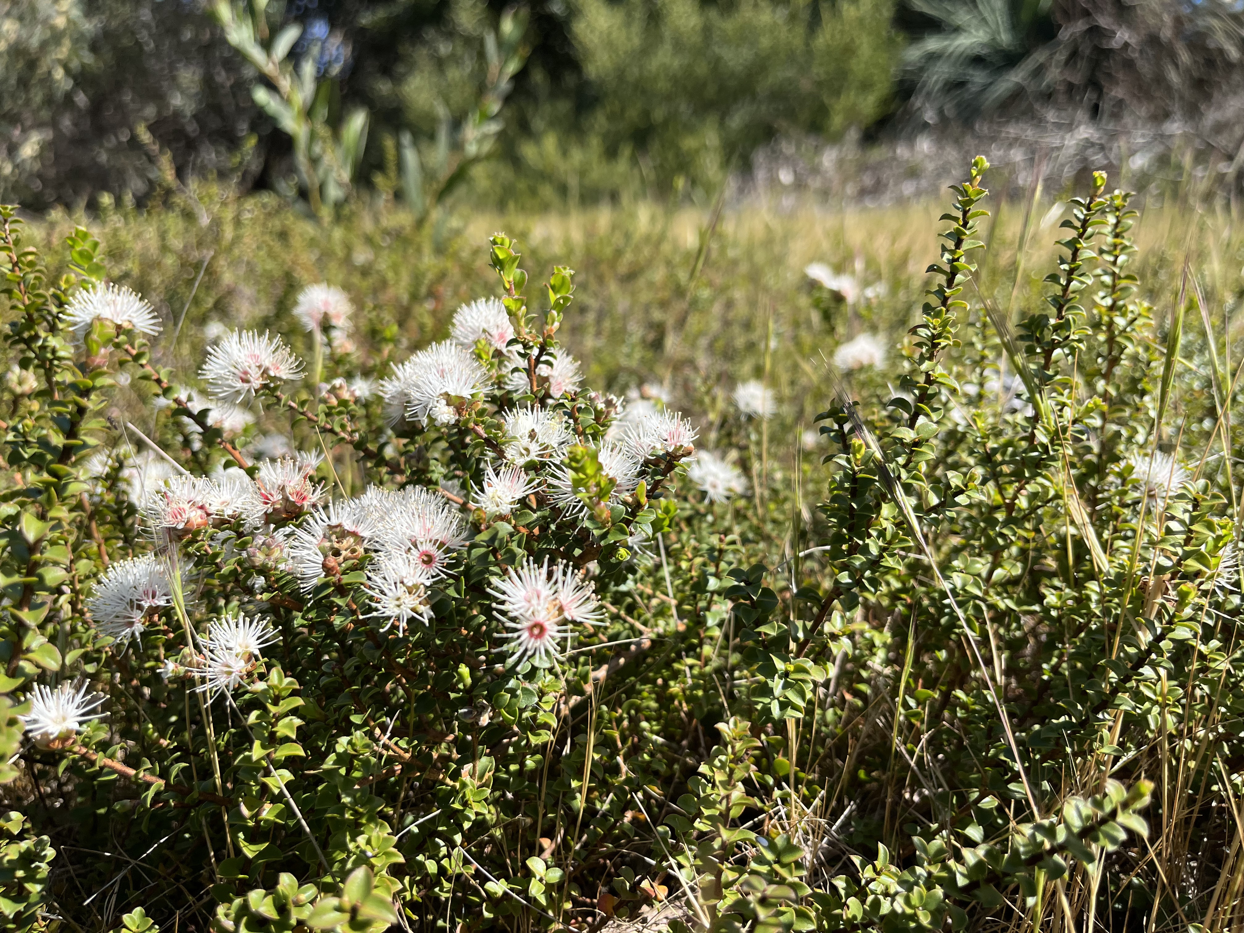 Where to find wildflowers in South Australia