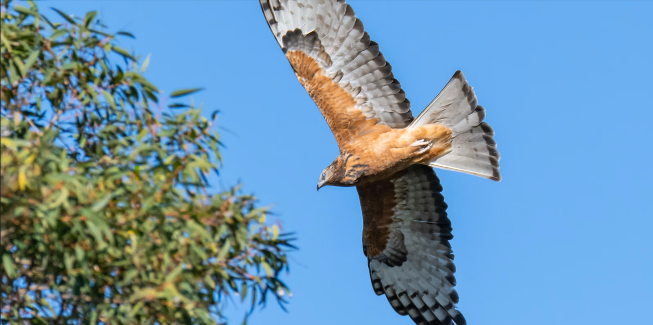 Image: Green Adelaide