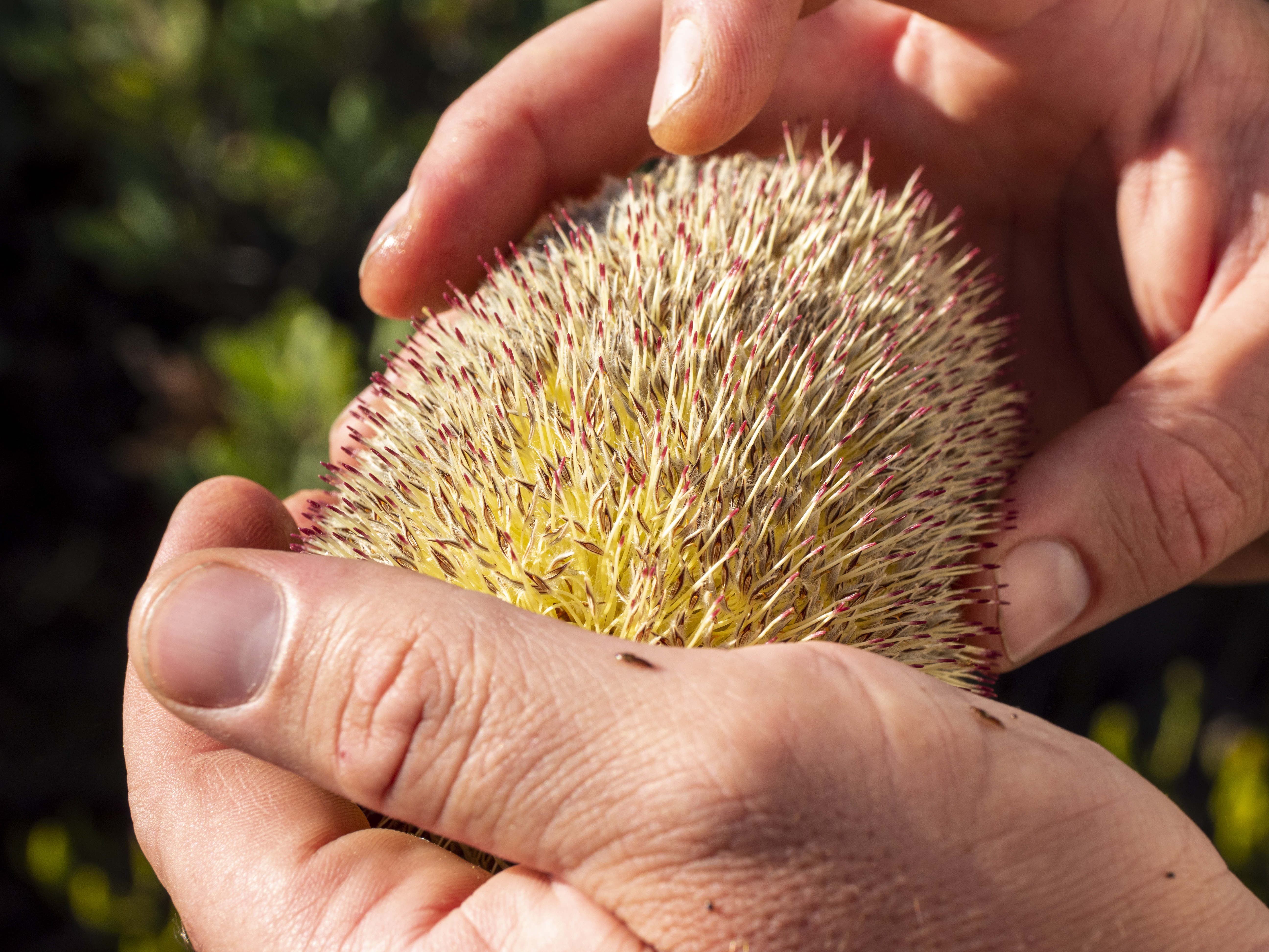 South Australia's Ngarkat Conservation Park puts on a seaonal wildflowers show annually between August and September.
