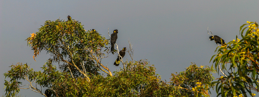 Yellow-tailed black-cockatoos