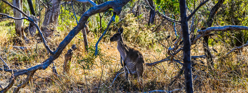 5 things to do at Aldinga Conservation Park in Adelaide’s south