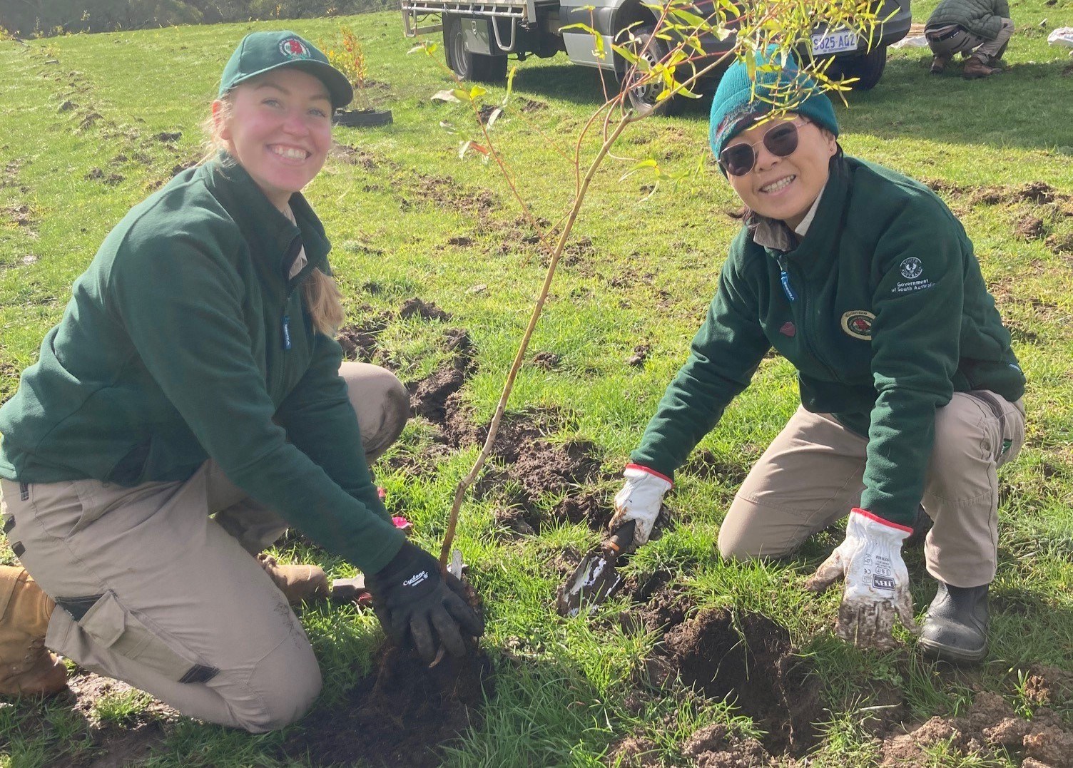 Volunteers planting trees which will be food for the Cleland Wildlife Park Koalas one day!