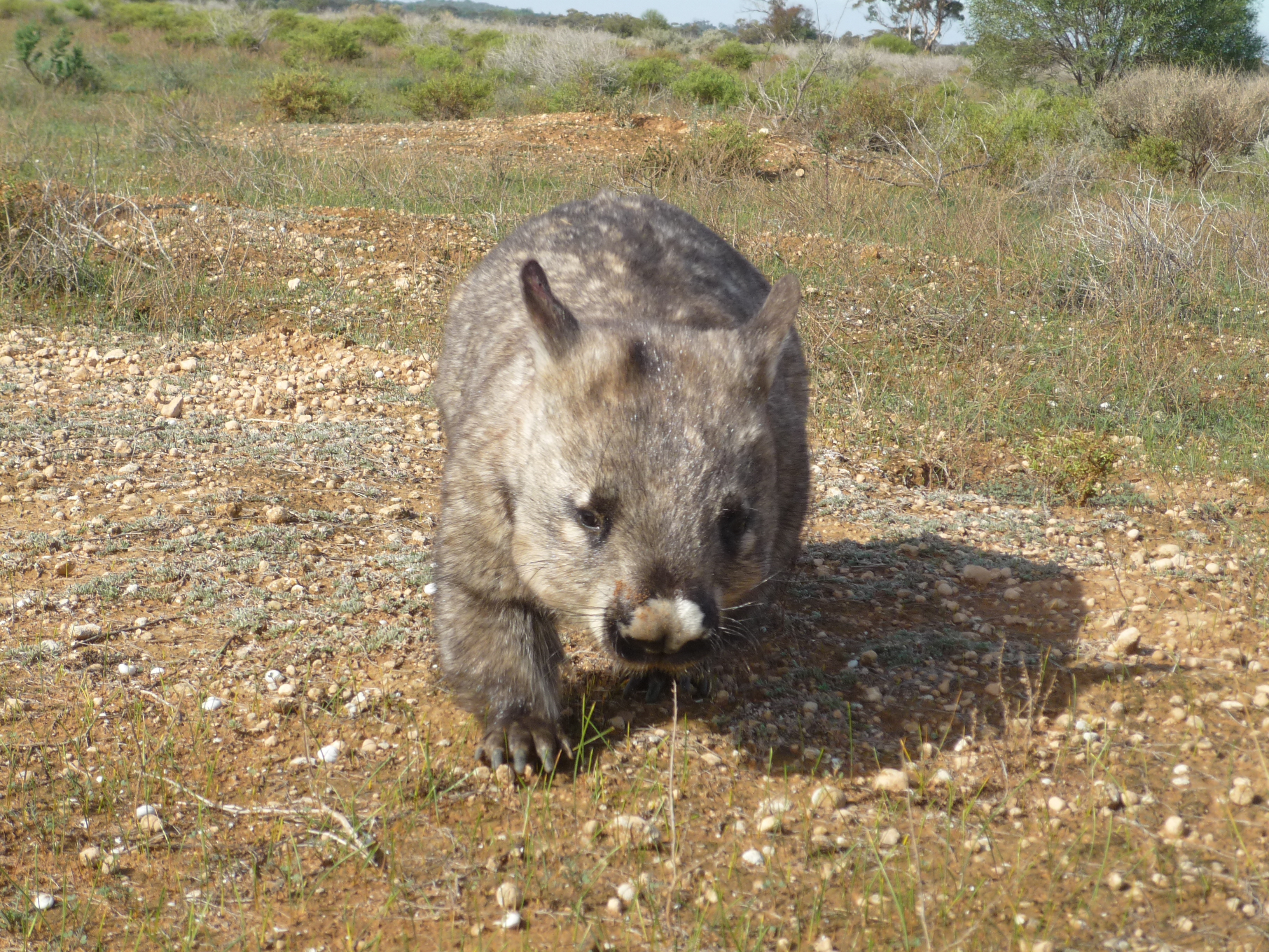 Southern hairy-nosed wombat: Brookfield Conservation Park
