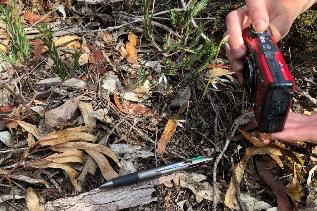 Your guide to the unique autumn orchids blooming in Hale Conservation Park