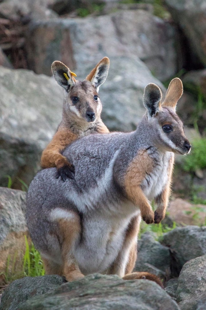 4 unexpected baby animals you might see at Cleland Wildlife Park this spring