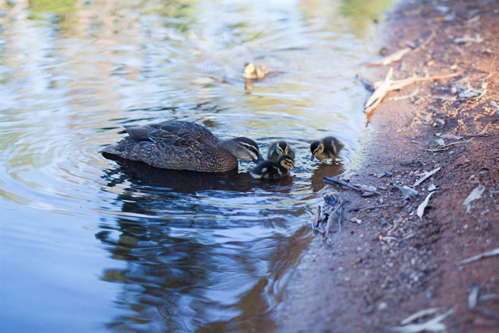 8 national parks in South Australia where you can see baby animals this spring