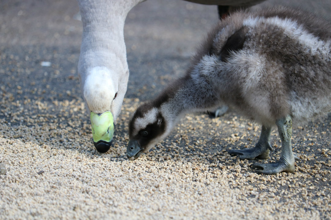 8 national parks in South Australia where you can see baby animals this spring