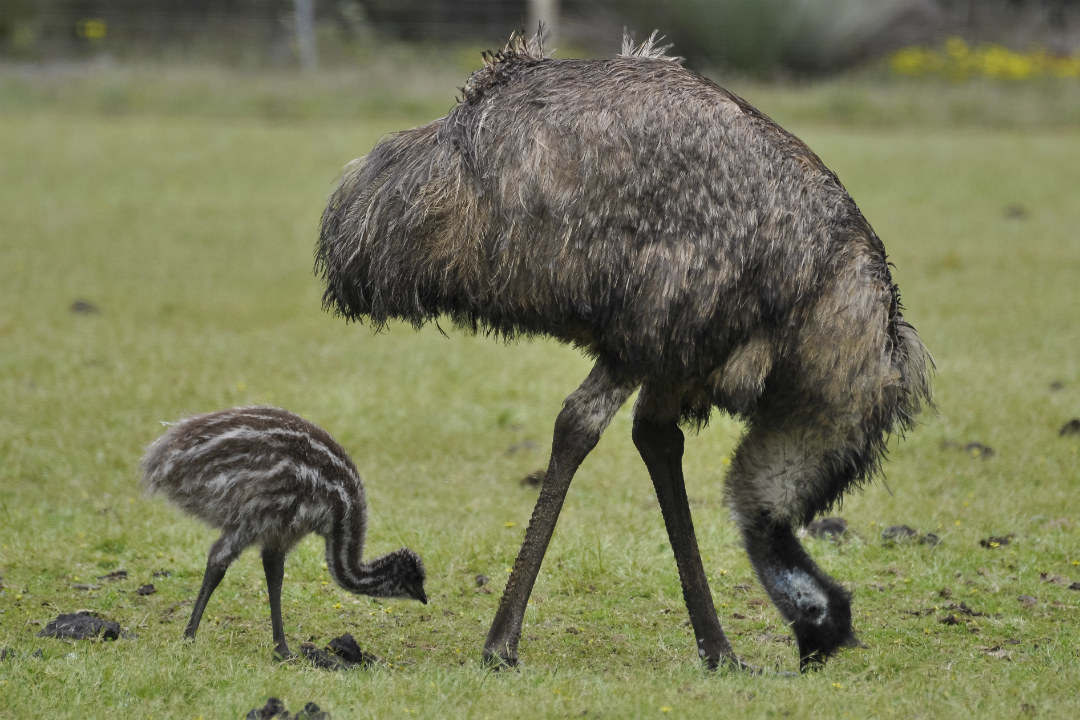 8 national parks in South Australia where you can see baby animals this spring