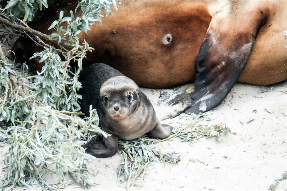 8 national parks in South Australia where you can see baby animals this spring