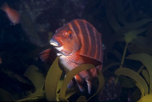 5 reef fish you’ll find in South Australia