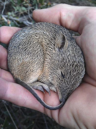 9 of the cutest baby animals