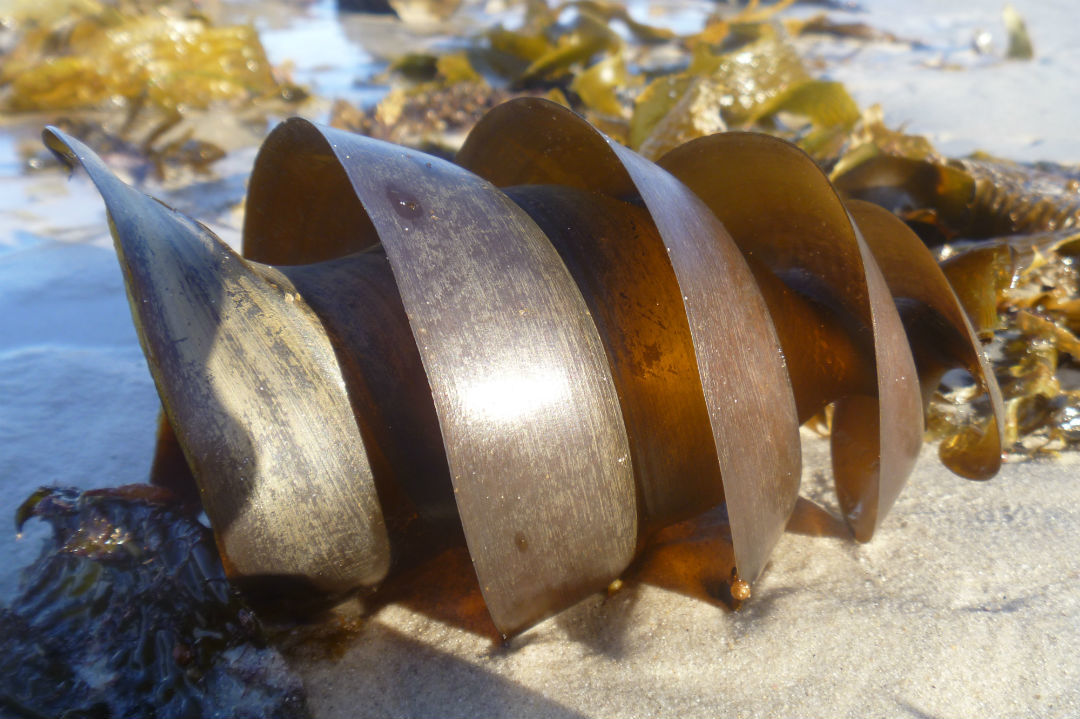 10 things to look for when beachcombing in South Australia