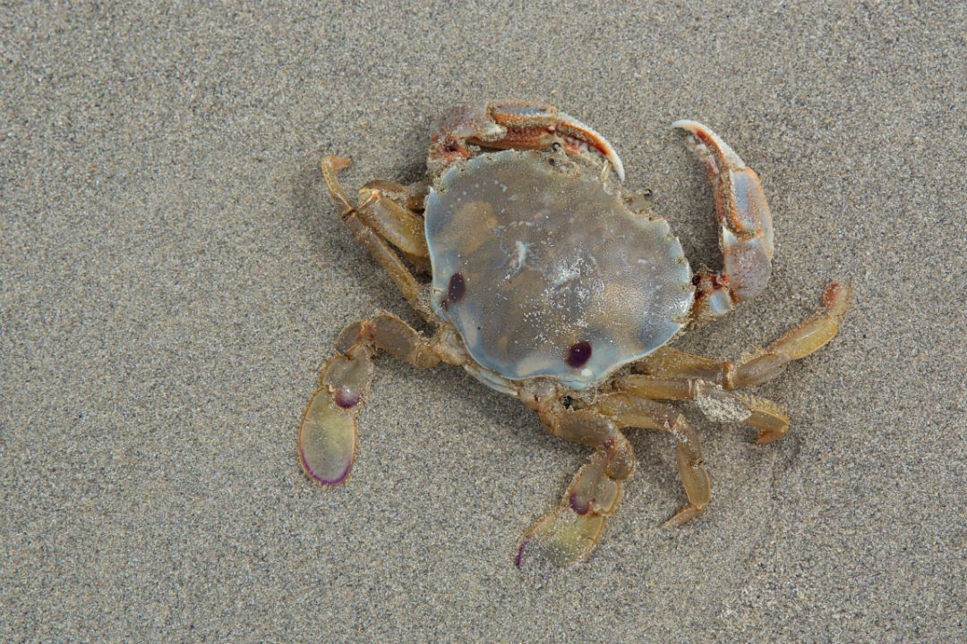 10 things to look for when beachcombing in South Australia