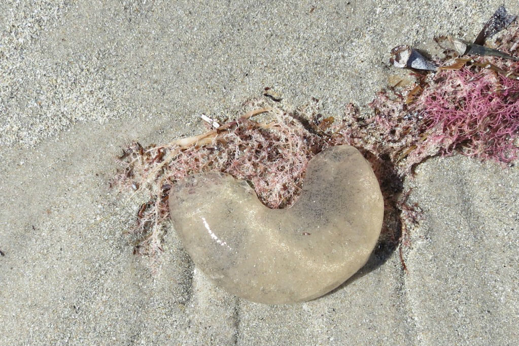 10 things to look for when beachcombing in South Australia