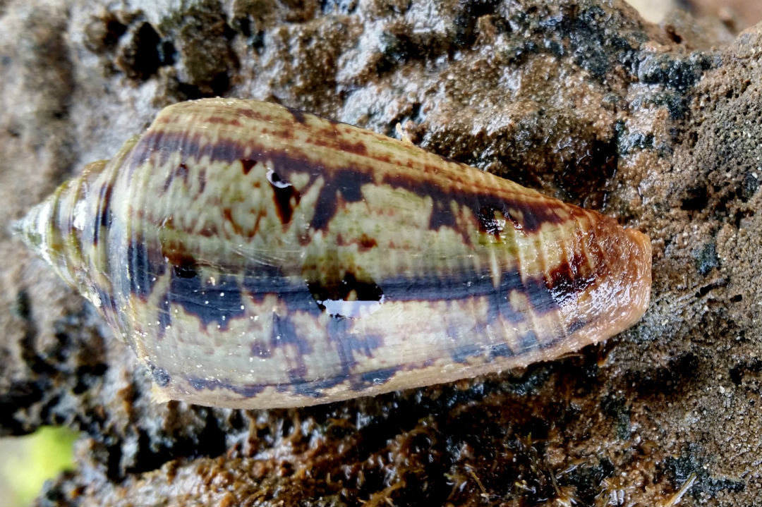 10 things to look for when beachcombing in South Australia