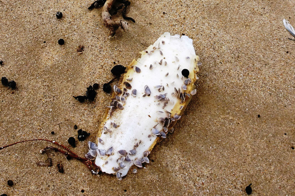 10 things to look for when beachcombing in South Australia