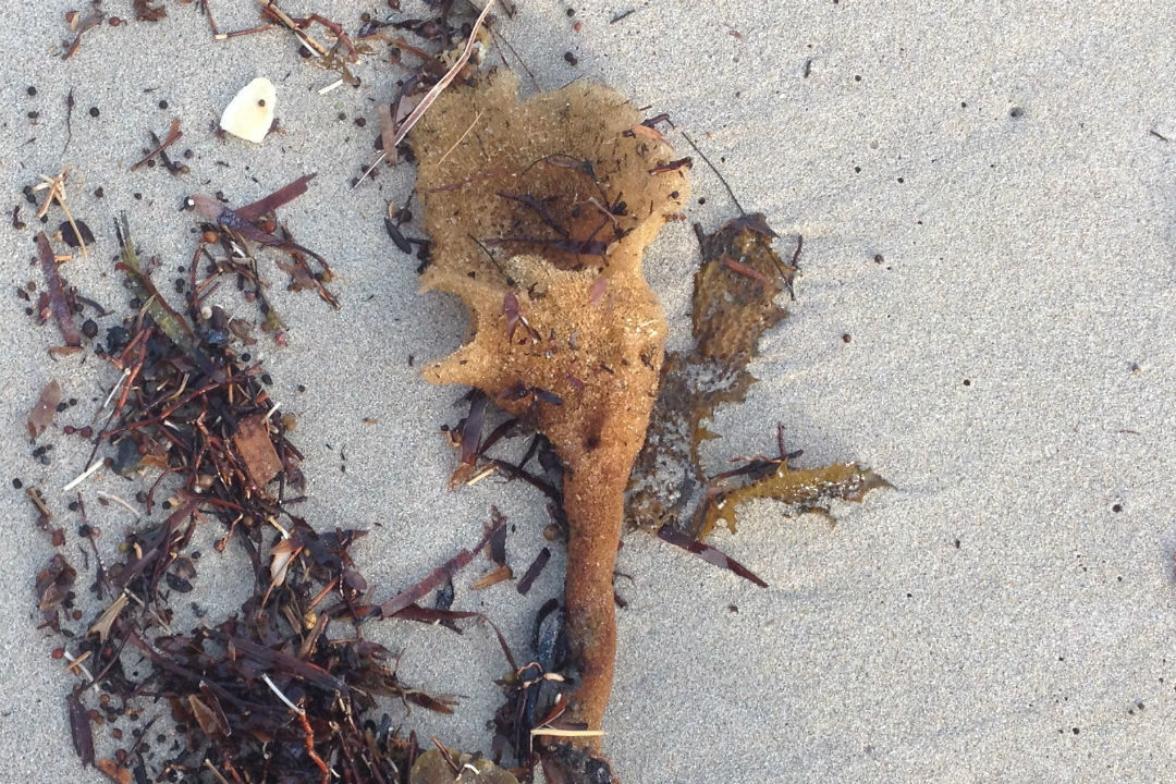 10 things to look for when beachcombing in South Australia