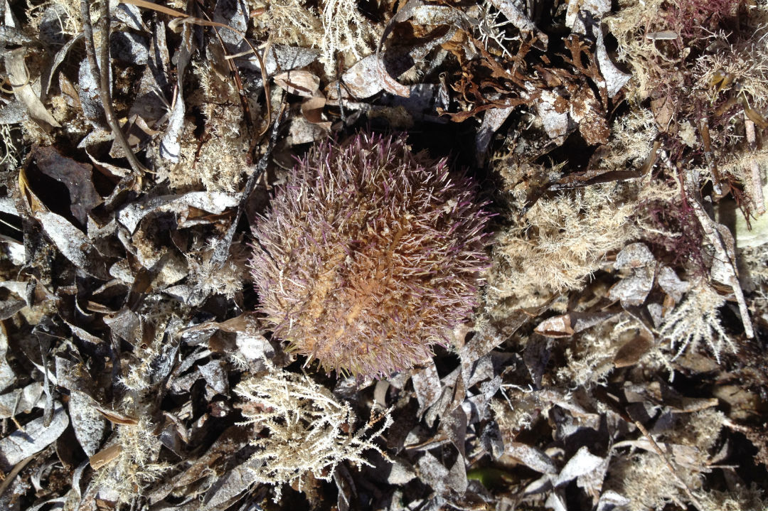 10 things to look for when beachcombing in South Australia