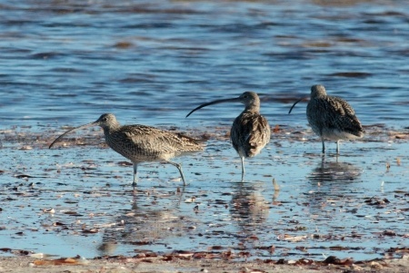 4 fun things to do at Adelaide’s bird sanctuary